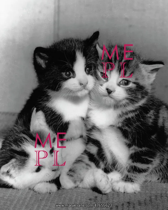: Three kittens huddled together : Three kittens huddled together