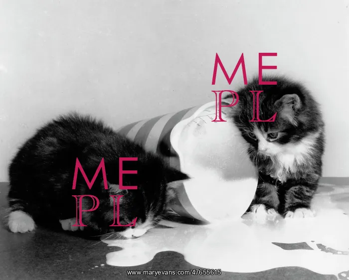 : Two kittens with jug of spilt milk : Two kittens with jug of spilt milk