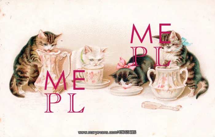 : Kittens lapping milk on a greetings postcard : Kittens lapping milk on a greetings postcard