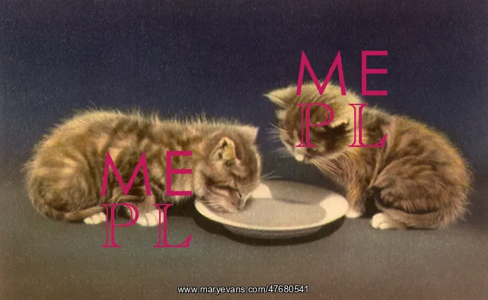  : Kittens Lapping Milk from Saucer