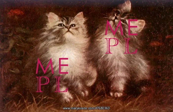  : Kittens Looking Skyward