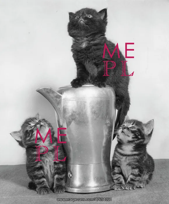 : Three kittens and a metal jug : Three kittens and a metal jug
