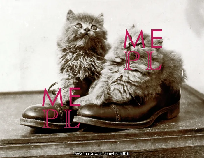  : Two kittens in a pair of shoes