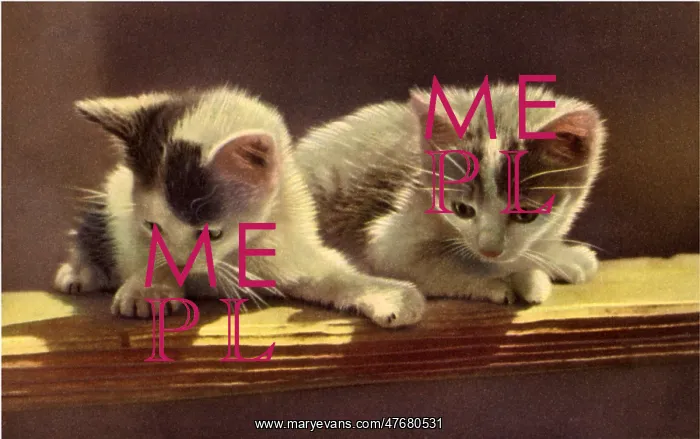  : Kittens Perched on Wooden Plank