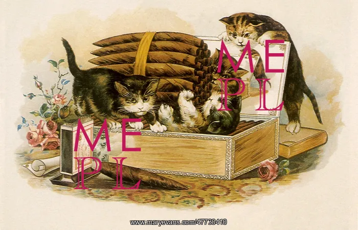  : Kittens play with Cigars