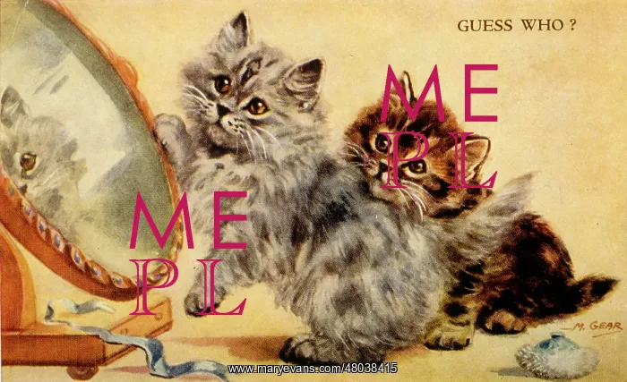  : Two kittens playing with a mirror