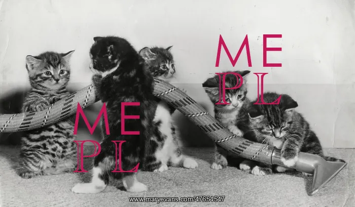 : Kittens playing with a vacuum cleaner hose : Kittens playing with a vacuum cleaner hose