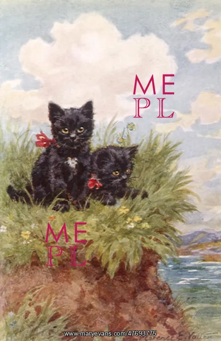 : Kittens by the Sea : Kittens by the Sea