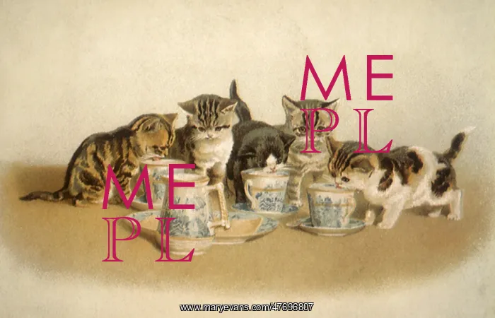  : Kittens Sipping Tea