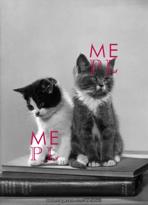 : KITTENS SIT ON BOOKS : KITTENS SIT ON BOOKS
