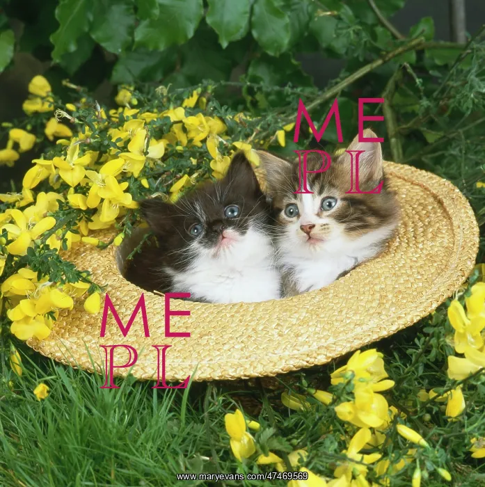  : Kittens in a Straw Hat