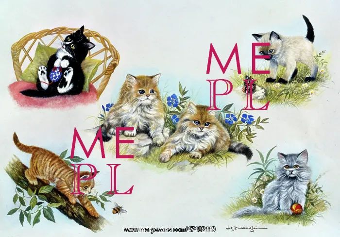 : Kittens ' tabby, persian, siamese etc : Kittens ' tabby, persian, siamese etc