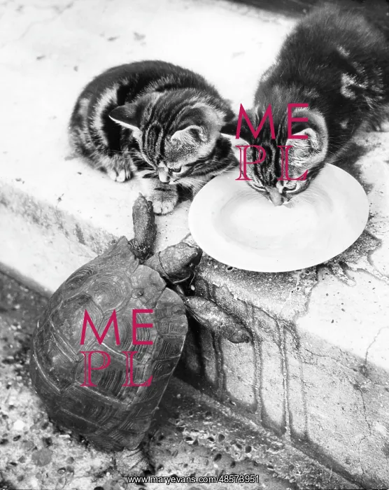  : Kittens and Tortoise