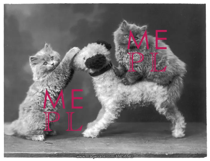: KITTENS AND TOY DOG : KITTENS AND TOY DOG