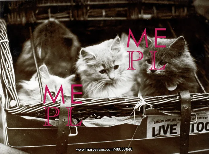 : Three kittens in transit : Three kittens in transit