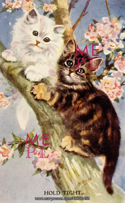 : Two kittens in a tree : Two kittens in a tree
