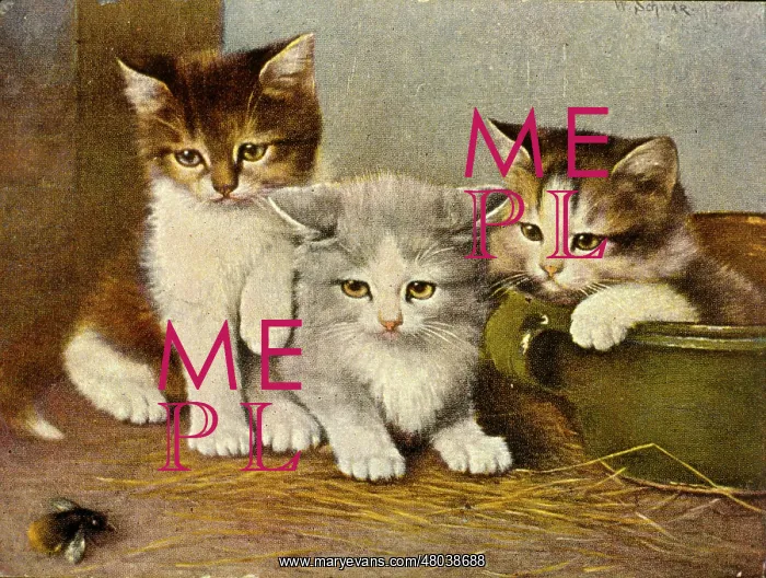  : Three kittens watching a bumble bee