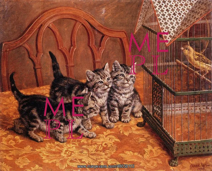  : Three kittens watching caged bird