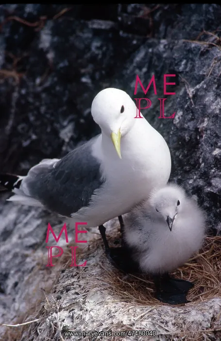  : Kittiiwake mother and chick