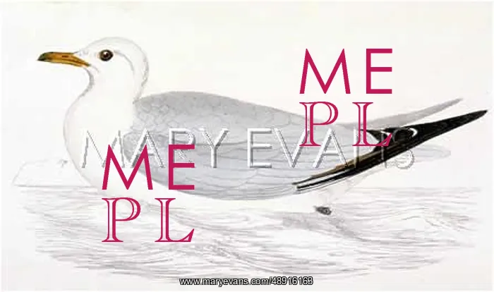  : KITTIWAKE (MORRIS)