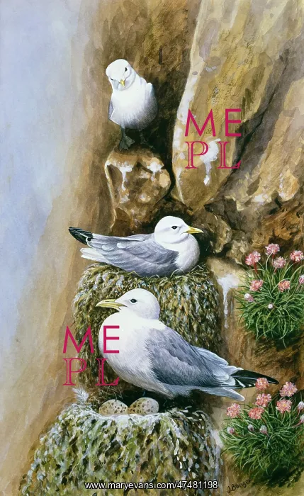  : Kittiwakes