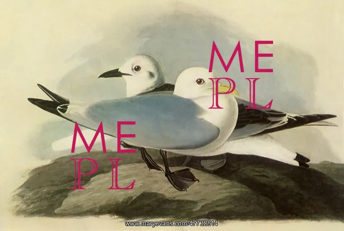  : Kittiwakes