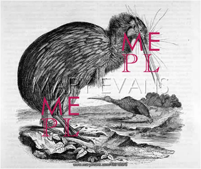 : KIWI, 1842 : KIWI, 1842