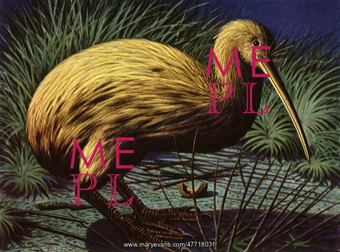  : Kiwi Bird