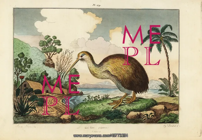: Kiwi bird, Apteryx australis : Kiwi bird, Apteryx australis