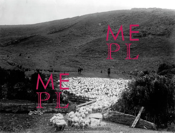 : KIWI SHEEP FARMING : KIWI SHEEP FARMING