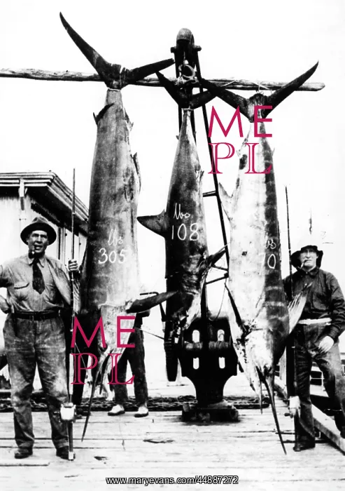 : KIWI SWORDFISH CATCH : KIWI SWORDFISH CATCH