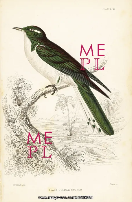 : Klaas's cuckoo, Chrysococcyx klaas : Klaas's cuckoo, Chrysococcyx klaas