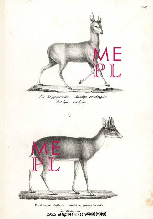 : Klipspringer and four-horned antelope (vulnerable) : Klipspringer and four-horned antelope (vulnerable)