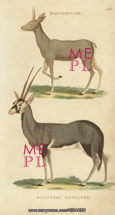 : Klipspringer and gemsbok : Klipspringer and gemsbok