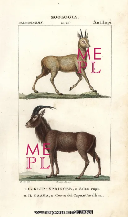 : Klipspringer, Oreotragus oreotragus, and roan : Klipspringer, Oreotragus oreotragus, and roan