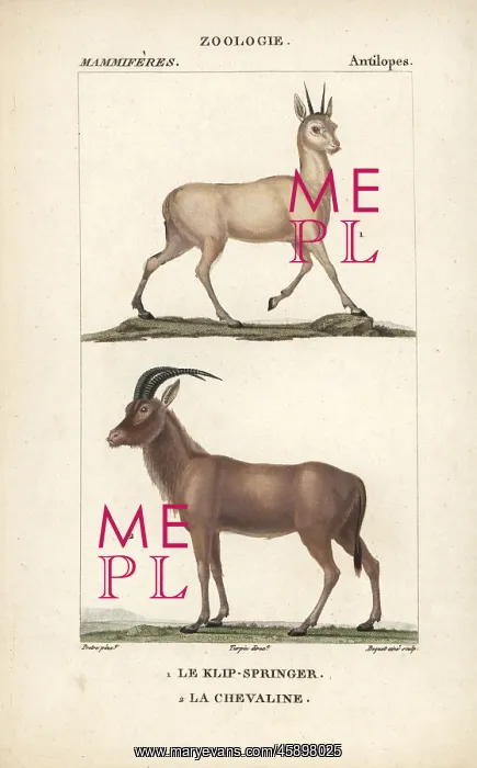 : Klipspringer, Oreotragus oreotragus, and roan : Klipspringer, Oreotragus oreotragus, and roan
