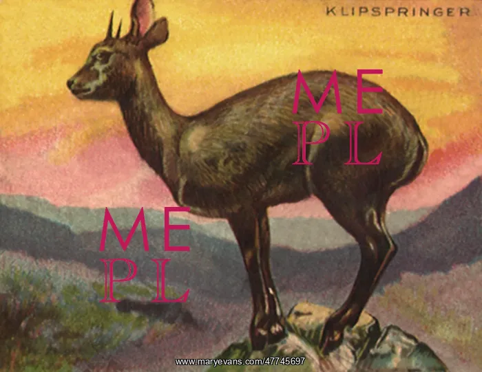  : Klipspringer Wild Deer