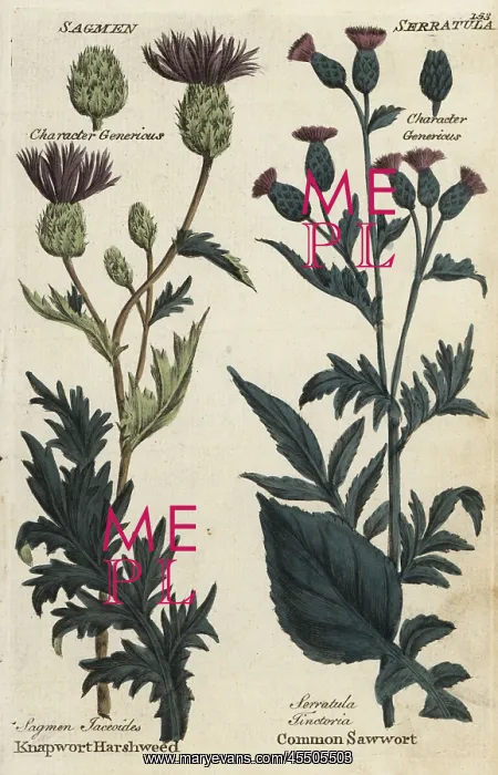 : Knapwort harshweed and common saw-wort : Knapwort harshweed and common saw-wort