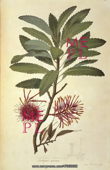  : Knightia excelsa, rewarewa honeysuckle tree