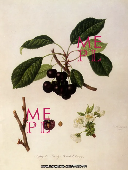 : Knight's Early Black Cherries : Knight's Early Black Cherries