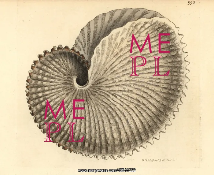 : Knobby argonaut, Argonauta nodosa : Knobby argonaut, Argonauta nodosa