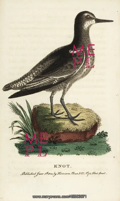: Knot, Calidris canutus : Knot, Calidris canutus