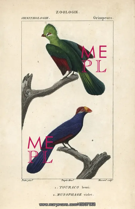: Knysna turaco, Tauraco corythaix, and violet : Knysna turaco, Tauraco corythaix, and violet
