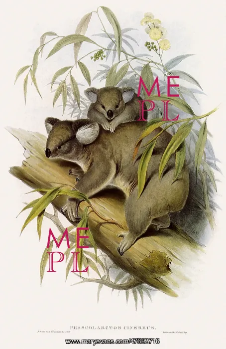 : Koala and Baby : Koala and Baby