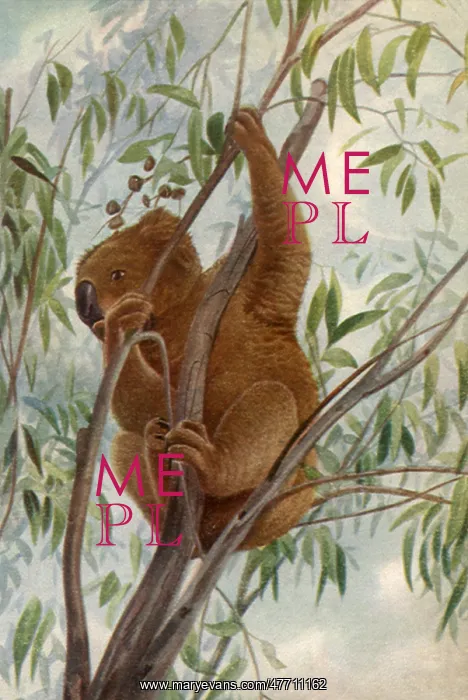  : Koala Bear