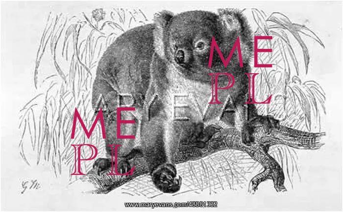  : KOALA BEAR