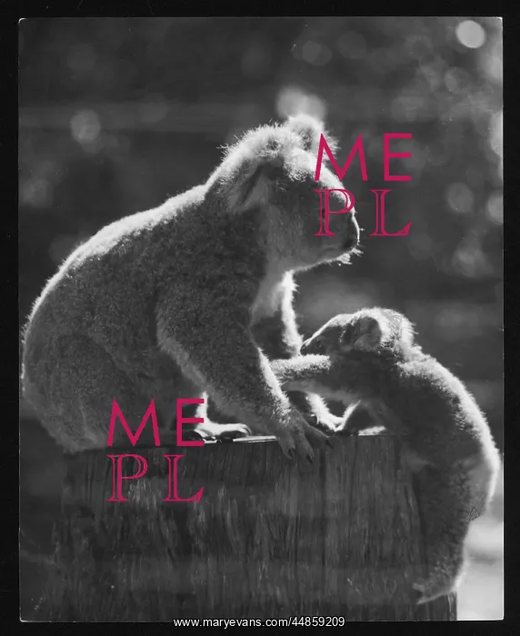 : KOALA BEAR AND CUB