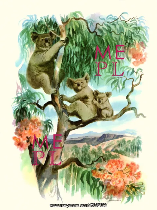 : Koala Bears : Koala Bears