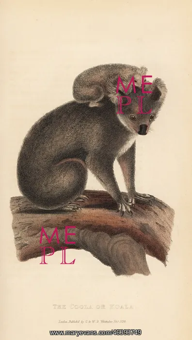 : Koala or coola, Phascolarctos cinereus