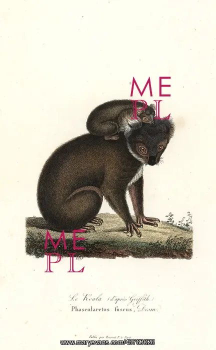 : Koala, Phascolarctos cinereus : Koala, Phascolarctos cinereus